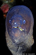 Gymnothorax unicolor Murene chocolat-Acores St Maria Pedri mha-6m-20170818-Denis-ADER-DSC_9271_tn_tn